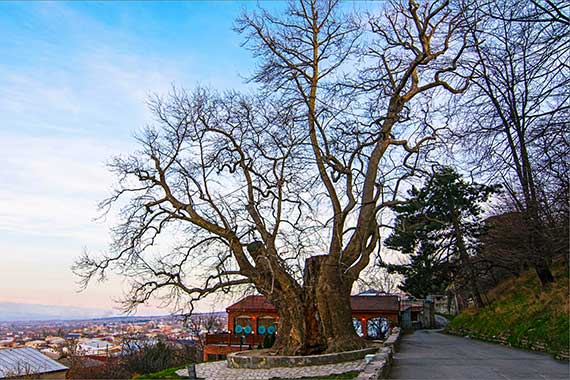 De grootste boom van Georgië staat in Telavi